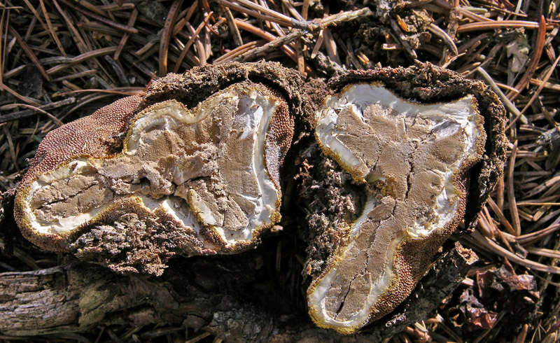 Elaphomyces da determinare.